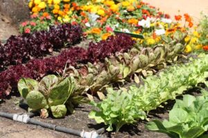 Fotografia di verdure disponibili al raccolto ad Aprile