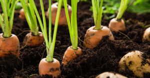 coltivazione carote_orto