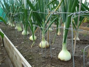coltivazione-cipolle