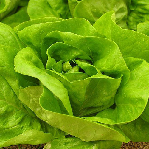 lattuga verde aperta - le guide di come fare orto