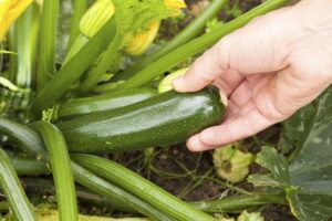 piantare-zucchine