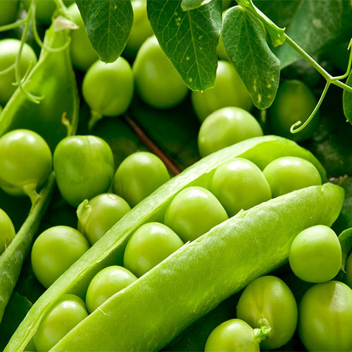 piselli verdi - le guide di come fare orto